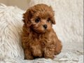 TOY POODLE SEVİMLİ YAVRULAR EV ÜRETİMİ 