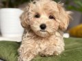 MALTİPOO CİNSİ YAVRULAR EV ÜRETİMİ 