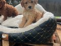 MALTİPOO CİNSİ YAVRULAR EV ÜRETİMİ 