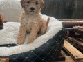 MALTİPOO CİNSİ YAVRULAR EV ÜRETİMİ 
