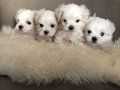 KAR BEYAZ MALTESE TERRİER CİNSLERİ 