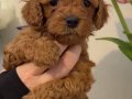 KIPKIRMIZI SEVİMLİ TOY POODLE YAVRUMUZ 
