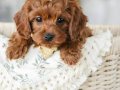 KIPKIRMIZI SEVİMLİ TOY POODLE YAVRUMUZ 