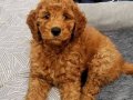 KIPKIRMIZI SEVİMLİ TOY POODLE YAVRUMUZ 