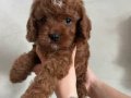 KIPKIRMIZI SEVİMLİ TOY POODLE YAVRUMUZ 