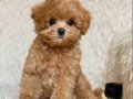 KAHVE TONLU MALTİPOO CİNSİ YAVRULAR 
