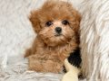 KAHVE TONLU MALTİPOO CİNSİ YAVRULAR 