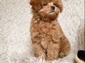 KAHVE TONLU MALTİPOO CİNSİ YAVRULAR 