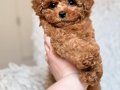KAHVE TONLU MALTİPOO CİNSİ YAVRULAR 