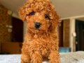 TOY POODLE SEVİMLİ YAVRULAR 