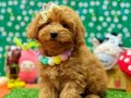TOY POODLE SEVİMLİ YAVRULAR 