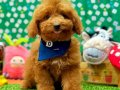 TOY POODLE SEVİMLİ YAVRULAR 