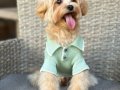 MALTİPOO CİNSİ YAVRULAR 