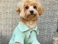 MALTİPOO CİNSİ YAVRULAR 