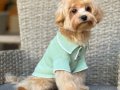 MALTİPOO CİNSİ YAVRULAR 
