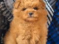 KIPKIRMIZI SEVİMLİ TOY POODLE YAVRUMUZ 