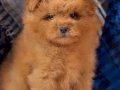 KIPKIRMIZI SEVİMLİ TOY POODLE YAVRUMUZ 