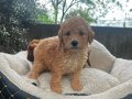 KAHVE TONLU MALTİPOO CİNSİ YAVRULAR 