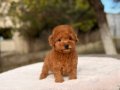 KIPKIRMIZI SEVİMLİ TOY POODLE YAVRUMUZ 