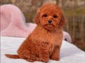 KIPKIRMIZI SEVİMLİ TOY POODLE YAVRUMUZ 