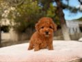 KIPKIRMIZI SEVİMLİ TOY POODLE YAVRUMUZ 