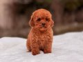 KIPKIRMIZI SEVİMLİ TOY POODLE YAVRUMUZ 