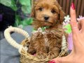 KAHVE TONLU MALTİPOO CİNSİ YAVRULAR 