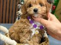 KAHVE TONLU MALTİPOO CİNSİ YAVRULAR 