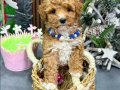 KAHVE TONLU MALTİPOO CİNSİ YAVRULAR 