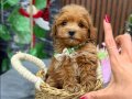 KAHVE TONLU MALTİPOO CİNSİ YAVRULAR 
