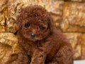 KIPKIRMIZI RED TOY POODLE 