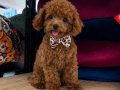 KIPKIRMIZI RED TOY POODLE 