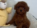 KIPKIRMIZI RED TOY POODLE 