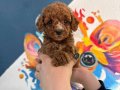 KIPKIRMIZI RED TOY POODLE 