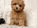 KAHVE TONLU MALTİPOO CİNSİ YAVRULAR 