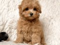 KAHVE TONLU MALTİPOO CİNSİ YAVRULAR 