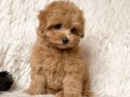 KAHVE TONLU MALTİPOO CİNSİ YAVRULAR 