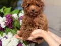 TOY POODLE SEVİMLİ YAVRULAR 