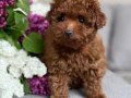 TOY POODLE SEVİMLİ YAVRULAR 