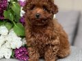 TOY POODLE SEVİMLİ YAVRULAR 
