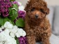 TOY POODLE SEVİMLİ YAVRULAR 