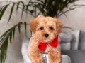 KAHVE TONLU MALTİPOO CİNSİ YAVRULAR 