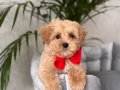KAHVE TONLU MALTİPOO CİNSİ YAVRULAR 