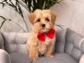 KAHVE TONLU MALTİPOO CİNSİ YAVRULAR 