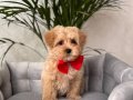 KAHVE TONLU MALTİPOO CİNSİ YAVRULAR 