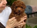 TOY POODLE SEVİMLİ YAVRULAR 