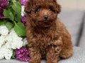 TOY POODLE SEVİMLİ YAVRULAR 