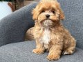 KAHVE TONLU MALTİPOO CİNSİ YAVRULAR 