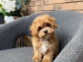 KAHVE TONLU MALTİPOO CİNSİ YAVRULAR 