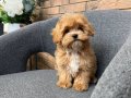 KAHVE TONLU MALTİPOO CİNSİ YAVRULAR 